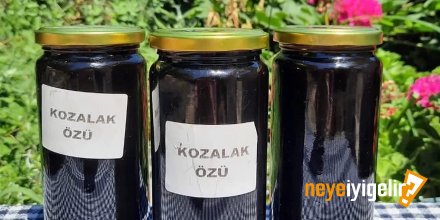 Çam Kozalağı Özü Neye İyi Gelir? Çam Kozalağı Özünün Faydaları Nelerdir?